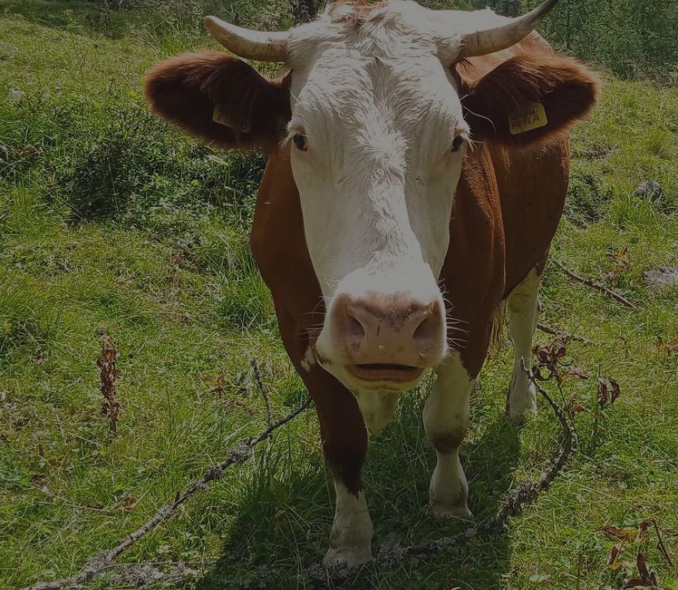 Adotta una mucca: un regalo vero