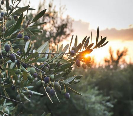 Raccolta olive e degustazione vini e cibi locali - Fattoria Augustali (PA)