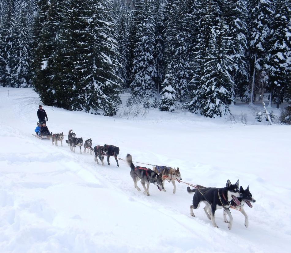 Sleddog experience con cani da slitta e altre attività sulla neve - Varie località in tutta Italia