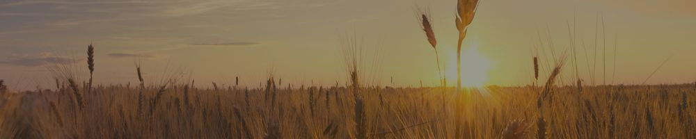 Adotta un Campo